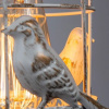 фото Бра Arte Lamp CINCIA A5090AP-1WG