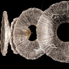 фото Подвесная люстра Arte Lamp CHERISH A2097LM-90GO
